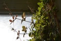 Climbing plant of cobaea in small garden on the balcony