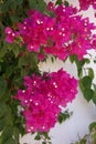 A climbing plant covered with crimson flowers and bright green leaves on a white wall Royalty Free Stock Photo