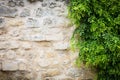 Climbing Plant, Green Ivy Growing On Antique Brick Wall Of Old House
