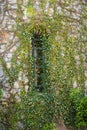 Climbing Plant Or Green Ivy Growing On Stone Wall Of Old Church