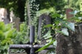 Climbing plant, green ivy on the side of the tomb, leaves of the climbing plant, metal cross in the cemetery