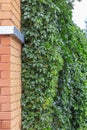 Climbing plant, green ivy or vine plant growing on antique brick wall of  house. Background textured old brick with Virginia Royalty Free Stock Photo