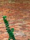 Climbing plant, green ivy or vine plant growing on antique brick wall of abandoned house Royalty Free Stock Photo