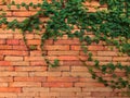 Climbing plant, green ivy or vine plant growing on antique brick wall of abandoned house Royalty Free Stock Photo
