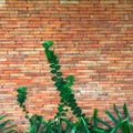 Climbing plant, green ivy or vine plant growing on antique brick wall of abandoned house Royalty Free Stock Photo