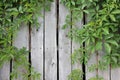 Climbing plant with green leaves on an old gray fence. Wood texture background Royalty Free Stock Photo