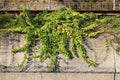 Climbing plant ivy grows along the retaining concrete wall Royalty Free Stock Photo