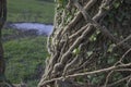 Climbing plant with leaves on tree trunk in field at sunset horizontal Royalty Free Stock Photo