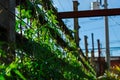 Climbing plant on a mesh. Creeper plant