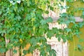 Climbing plant and an old door Royalty Free Stock Photo