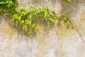 Climbing plant over wall Royalty Free Stock Photo