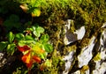 Old garden wall made of simple natural stones full of moss and leaves Royalty Free Stock Photo