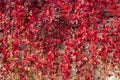 Climbing plant with red leaves in autumn on the old stone wall Royalty Free Stock Photo