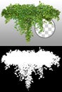 Cutout ivy with lush green foliage Royalty Free Stock Photo