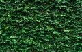 Climbing plant on the wall. Small green leaves texture background. Ornamental plant in the garden. Eco wall. Many climbing plant Royalty Free Stock Photo