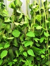 Green climbing plant parthenocissus on a concrete wall background. Retro photo Royalty Free Stock Photo