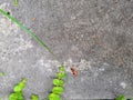 Green climbing plant parthenocissus on a concrete wall background. Retro photo Royalty Free Stock Photo