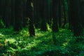 Climbing plant wraps around a pine in the coniferous forest at sunset. Deep in the pine wood. Ivy