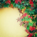 Climbing plant on the yellow wall - toned image. Royalty Free Stock Photo