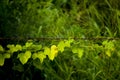 Climbing plants on a barbed wire. Creeper Plants Growing On Barbed Wire Fence Royalty Free Stock Photo