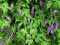 Atragene Clematis - climbing plants for the garden Royalty Free Stock Photo