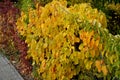 Climbing plants grow and color the leaves in autumn. highlights the beauty of wire fences, retaining walls, pergolas and garden ho