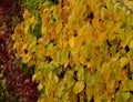 Climbing plants grow and color the leaves in autumn. highlights the beauty of wire fences, retaining walls, pergolas and garden ho