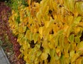 Climbing plants grow and color the leaves in autumn. highlights the beauty of wire fences, retaining walls, pergolas and garden ho