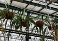 Climbing plants in hanging flower pots in Botanical Garden of Moscow University `Pharmacy Garden` or `Aptekarskyi ogorod` Royalty Free Stock Photo
