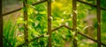 Climbing plants on an old metal fence Royalty Free Stock Photo