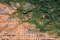 Climbing plants on red brick wall Royalty Free Stock Photo