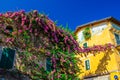 Climbing plants with rose violet flowers on colorful walls