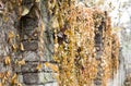 Climbing plants on a stone fence. Wild grape on brick wall Royalty Free Stock Photo