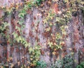 A climbing plants on the wooden fence Royalty Free Stock Photo