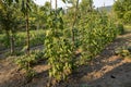 Climbing pole beans in the field Royalty Free Stock Photo