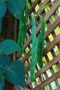 Climbing Pole Beans on a Lattice Royalty Free Stock Photo