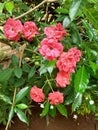 Climbing prairie rose