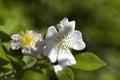 Climbing Prairie Rose - Rosa setigera