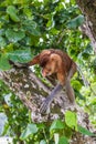 Climbing Proboscis monkey in the Tropical Jungle of Borneo Royalty Free Stock Photo