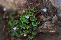 Climbing purple tiny flowers growing on rocks Royalty Free Stock Photo