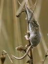 Climbing pygmy shrew Sorex minutus, The Commons Nature Reserve