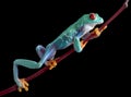 Climbing red-eyed tree frog