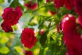 A climbing red rose is partly in focus, partly defocused. Rose flowers and leaves on a sunny day