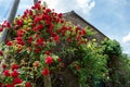 Climbing red roses on the wall of a stone house , low angle shot Royalty Free Stock Photo