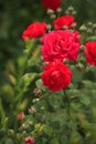 Climbing Red Roses Royalty Free Stock Photo