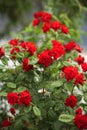 Climbing Red Roses Royalty Free Stock Photo