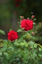Climbing Red Roses Royalty Free Stock Photo