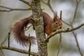 Climbing red squirrel in tree Royalty Free Stock Photo