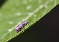 Climbing a Root Weevil Beetle up a tree leaf