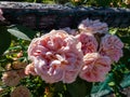 Climbing Rose \'Alchymist\' bearing rosette-shaped flowers of golden yellow flushed with orange and pink. Early